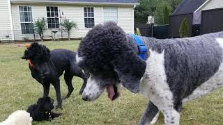 Standard poodle mommy and daddy, playing with their puppies.