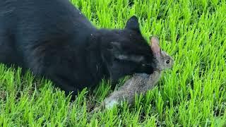 I CAN'T SAVE IT : CAT SUCKS THE LIFE OUT OF BABY RABBIT #blackcats #babyrabbit #foodchain #wildlife