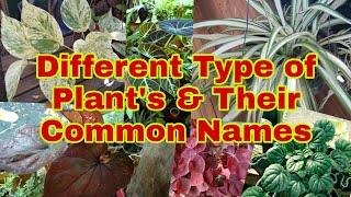 Different types of plants and their common names