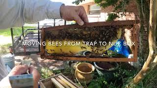 How to Move Bees From Swarm Trap to Hive Box   4K