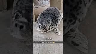 Seal core#seal #seals #core #fypツ #fyp #funny