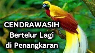 Penangkaran Burung Cendrawasih, Breeding Bird Of Paradese