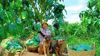 Harvesting MANGO Goes To Market Sell - Cooking, Farm, Fertilizing plants, Daily Life | Tieu Lien