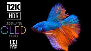 Underwater World OLED Demo HDR 12K Ultra HD Dolby Vision™ 60fps | Relaxing Piano Music