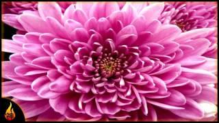 1 Hour Relaxing Music | Chrysanthemums | Beautiful Acoustic Music