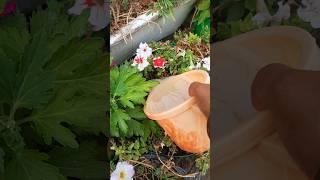 fertilizer  #gardening #explore #shorts