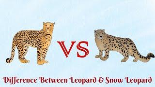 Leopard VS Snow Leopard...who is nocturnal hunter?