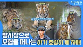 서울대공원 아기 호랑이 세 자매를 소개합니다 ∥ Let me introduce the three baby tigers at Seoul Grand Park