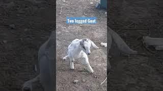 Goat with Two Legs #meskipops #goat #animals #shorts