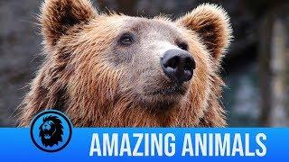 Black Bear Faceoff with Hunter | Amazing Animals