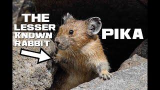 10 Pika Facts - The Mouse-eared Mountain Rabbit - Animal a Day P Week