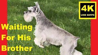 UNLEASHED!  Summer ‘24 - Miniature Schnauzer Brothers