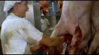 SLAUGHTERHOUSE: slaughtering pigs, collecting blood, woman operating