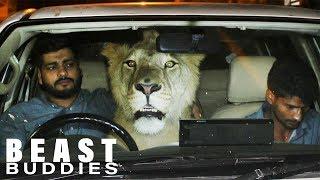 There’s A Lion In My Car! | BEAST BUDDIES