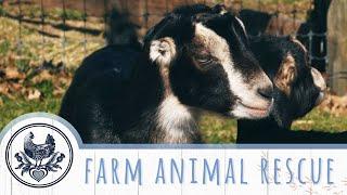 Animal Rescue Sanctuary in Pennsylvania: Farm Animals Get a Second Chance at Life