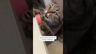 #изобилие #cat #балансвселенной #кот #здороваяэнергия #юмор #силасознания #прикол #метафизик #котик