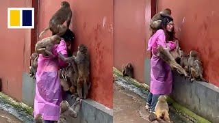 Park tourist overwhelmed by monkeys looking for fruit