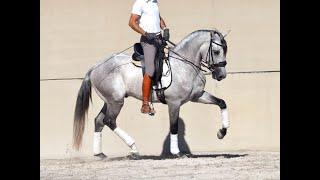 Noble Lusitano stallion with good movements for dressage. - CLEAN XRAYS - 2019-160CM