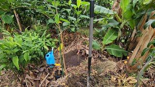 Ultra High Density Planting 12 Tropical Fruit Trees In Melbourne