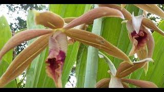 Blooming - Phaius tankervilleae - Fragrant terrestrial orchid