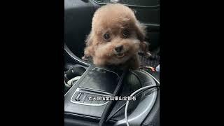 Angela sing a rock song #cute #dogs #toypoddle