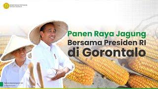 Panen Raya Jagung Bersama Presiden Joko Widodo di Gorontalo