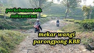 ngevlog di perkebunan teh sukawana parongpong@keindahansemesta