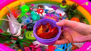 Amazing pool wth colorful surprise eggs, koi, turtle, betta fish catch, goldfish, dinosaurs