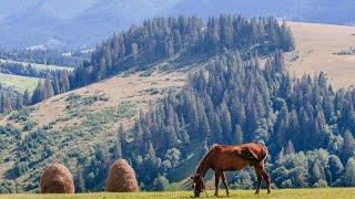 Experience the Music, Food, and Nature of the Ukrainian Zakarpattia