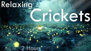 Night Ambience • Relaxing Cricket Sounds for sleep, Insomnia, Study, Stress relief | Nature Sounds