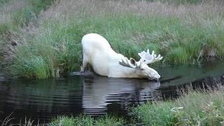 Extraordinary White Moose Takes a Dip in a Swedish Lake