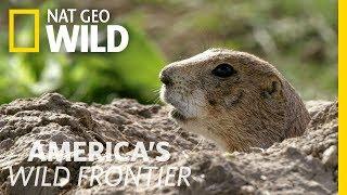 Sounding the Prairie Dog Alert System | America's Wild Frontier