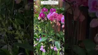 Buy Rare Orchid Plants Online️#orchid #flowers #plants #gardening #orchidcare #indoorplant #shorts