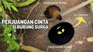 Romansa Cendrawasih dalam Bercinta - Kencan Pertama Si Burung Surga