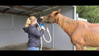 Using a Horse Inhaler | Edward, the Yakima Reservation Rescue Horse