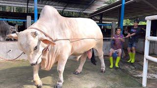 SAPI MONSTER PERANAKAN ONGGOLE TERBESAR DI INDONESIA‼️