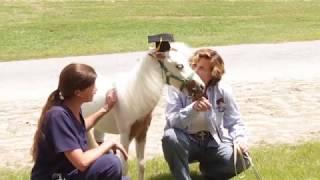 Pogo the Horse: Rehabilitation at AUCVM