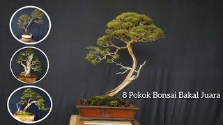 Pokok Bonsai Calon Juara