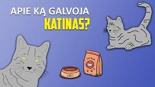 Apie Ką Galvoja Katinas?