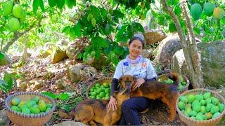 Harvesting Forest MANGO Goes To Market Sell - Cooking, Farm, Daily Life, Garden | Tieu Lien