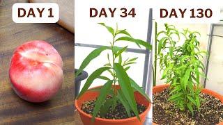 Watch this before you start to grow Peach! The complete guide growing peach from seed.