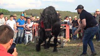 Concurs cu cai de tractiune Miresu Mare, Maramures 7 mai 2022 Nou!!!