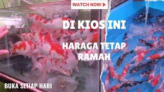 Yang Buka Setiap Hari Di Pasar Ikan Hias Parung | Harga Tetap Ramah Di Kantong