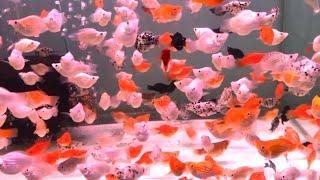 20 most beautiful aquarium fish are easy to keep for beginner #2