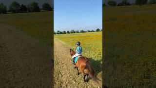 Trail Riding #mustanghorse #equestrian #trailriding