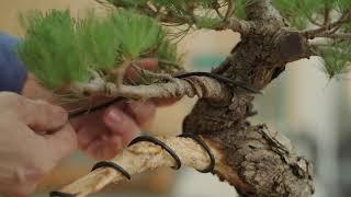 February episode - White pine styling sample
