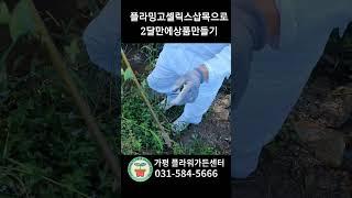 플라밍고 셀릭스 속성으로 상품 만드는 방법