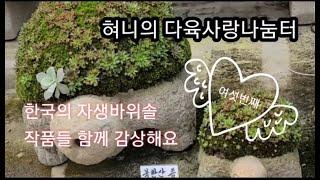 한국의 (자생 바위솔) 작품들 감상해요