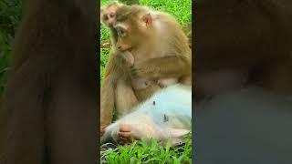 Rose correcting Robin behavior  #monkey #monkeynaturekh #babyanimal#shorts #ytshorts #foryou