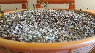 How to Germinate Japanese Black Pines